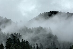 云雾缭绕的山林美景