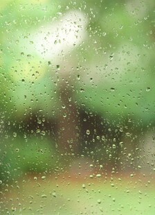 雨幕中的窗外绿意
