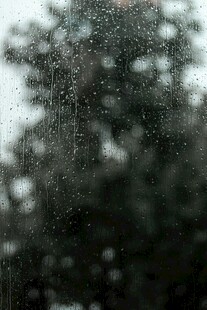雨中模糊的树木景象