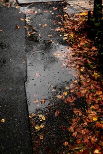 雨后落叶铺就的湿润路面