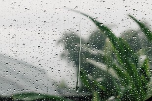 雨中玻璃绿植