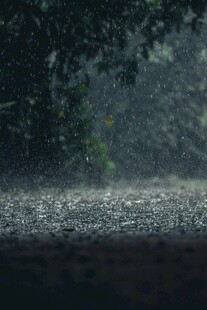 雨中树林