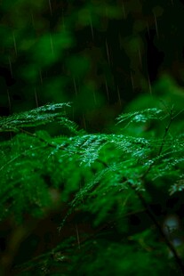 雨中植物