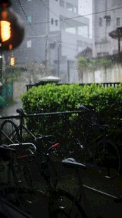 雨中庭院绿植