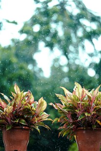 雨中植物