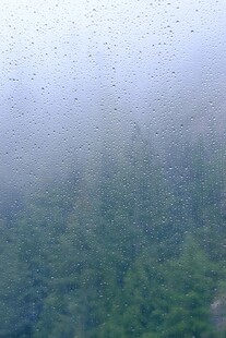 雾中森林景象