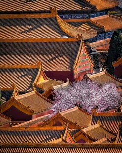 故宫古建筑群中的烂漫繁花