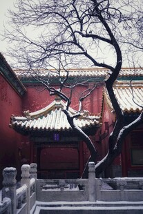 红墙古建旁的虬枝老树