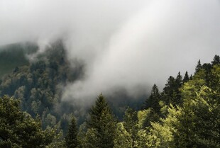 云雾缭绕的山林美景