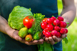 手捧新鲜多样有机蔬菜