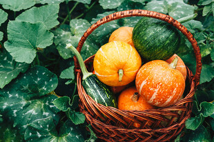 藤下篮中多彩南瓜