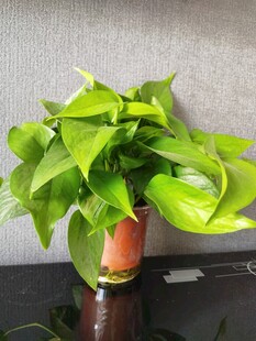 翠绿绿萝置于古朴花器中