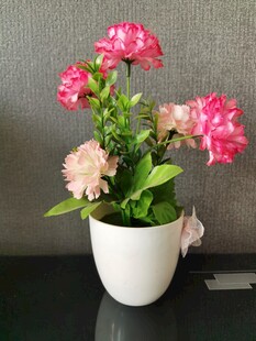 白色花盆中的多彩花卉