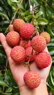 手捧新鲜饱满的红荔枝