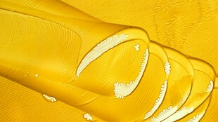 金黄透明的管状物体