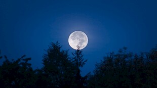 夜空下的明月与树梢