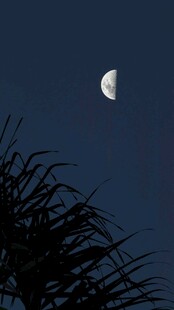 夜空下的月牙与植物剪影