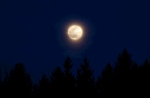 月夜下的森林与明亮圆月