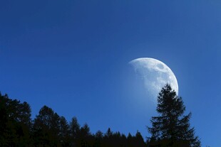 夜空下的明月与森林