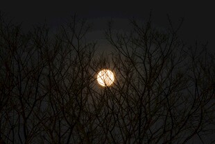 月夜树枝间的明亮圆月