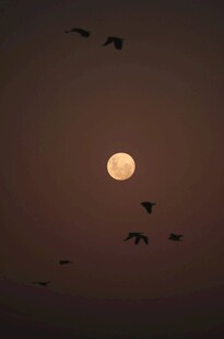 月夜飞鸟图