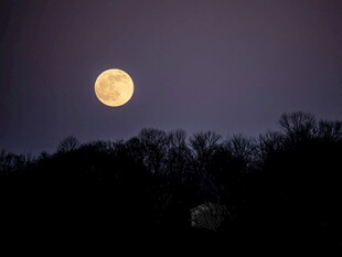 夜幕下的满月与树林