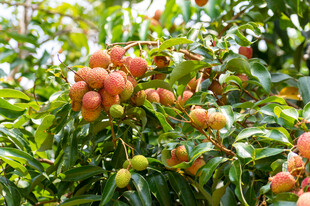 枝头饱满的荔枝