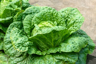 新鲜翠绿的大白菜