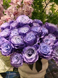 紫色洋牡丹花束特写