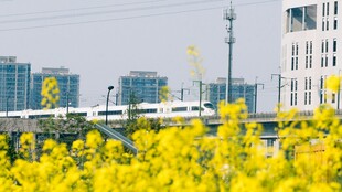 城市旁绽放的灿烂油菜花