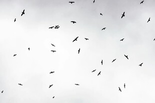 群鸟翱翔天际