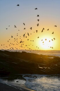 夕阳下群鸟飞舞的海滨美景