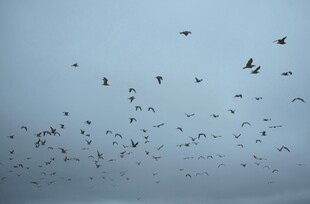 天空中群鸟飞翔的景象