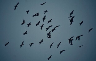 群鸟翱翔天际