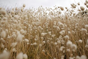 金黄芦苇荡