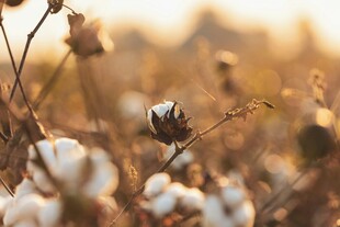 夕阳下的棉花植株