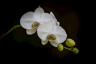 优雅白兰花