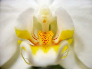 白色兰花特写