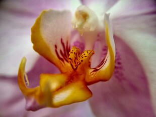 娇艳兰花特写