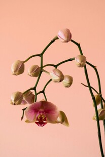 粉色兰花特写
