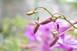 紫色兰花花苞特写