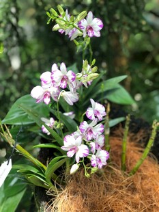 紫色小花绽放绿植间