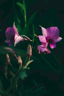 娇艳紫花绽放于绿叶间