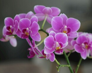 娇艳紫色蝴蝶兰绽放