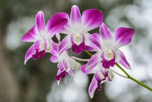 娇艳紫白兰花绽放