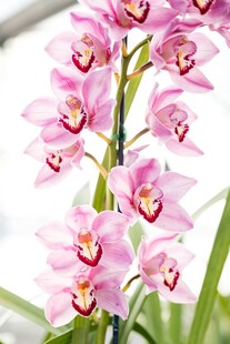 粉色优雅兰花绽放