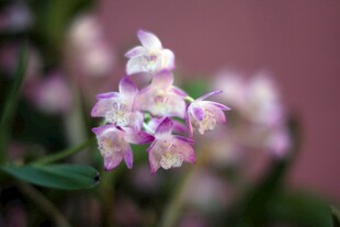 娇艳兰花绽放