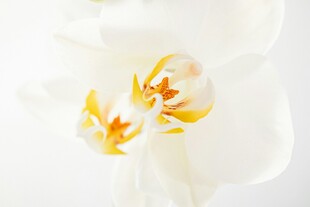 白色兰花特写