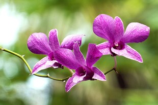 紫色兰花绽放