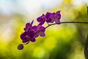 紫色兰花特写